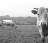 What the muuuu!